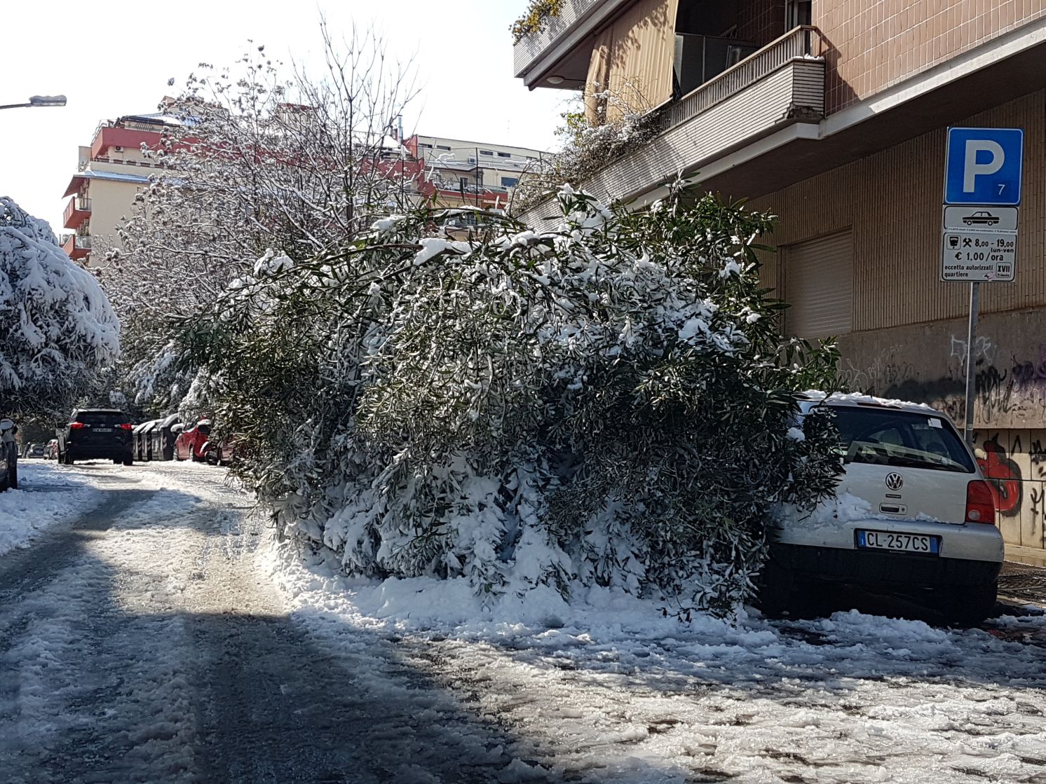 alberi caduti neve3