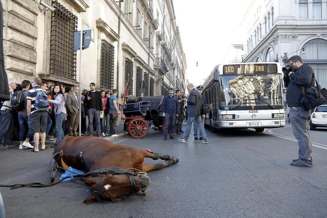 Roma: un cavallo a terra per un malore davanti a Palazzo Chigi
