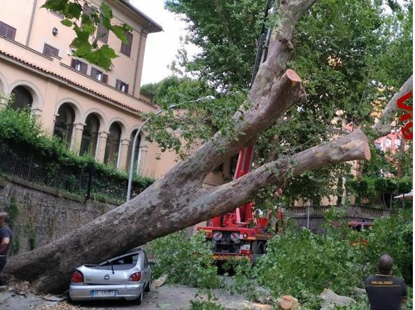 alberi1