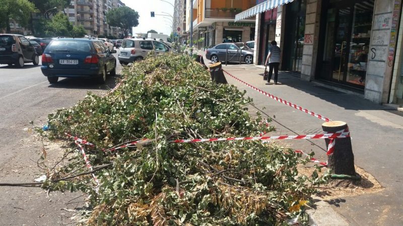 alberi-tagliati-viale-partenope1-e1497880696510