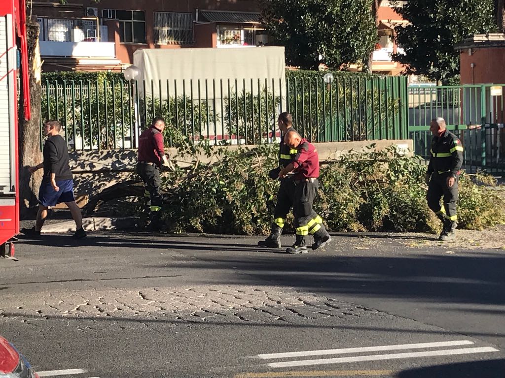 albero caduto
