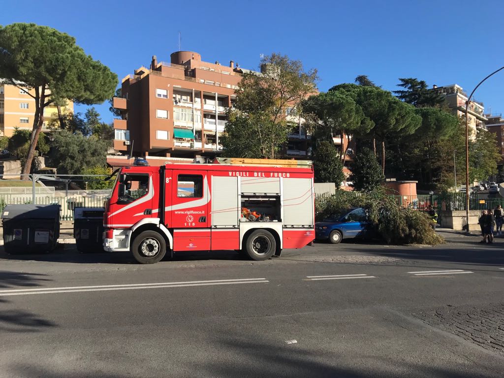 albero caduto2