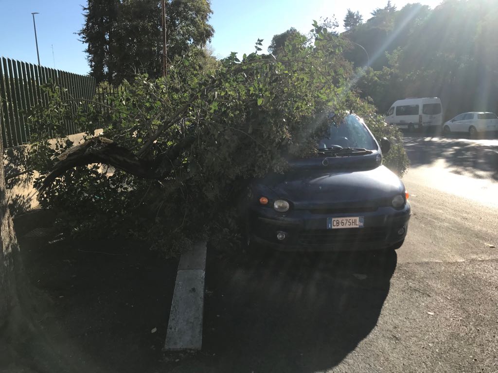 albero caduto4