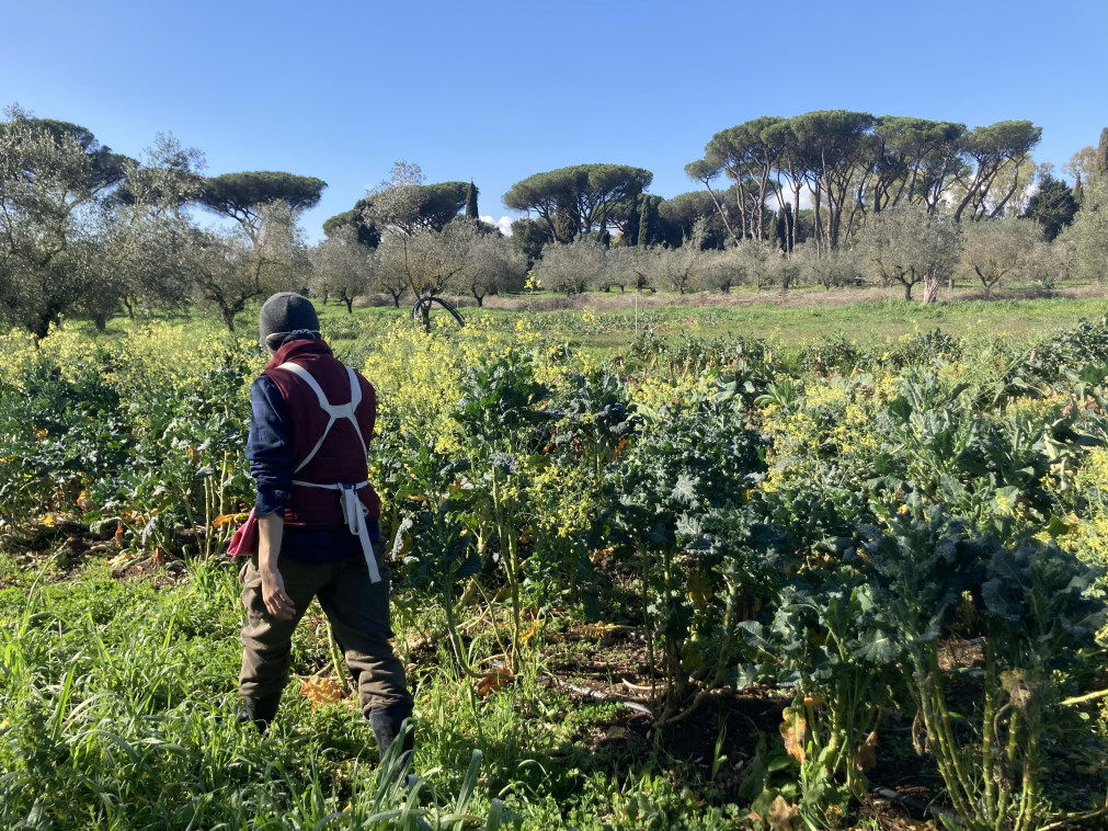 Roma agricola Azienda agricola CASA Diarioromano